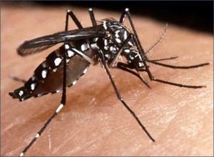Ministério da Saúde lança campanha de combate ao Aedes aegypti