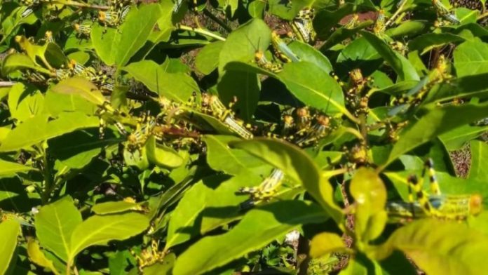 Nova nuvem de gafanhotos se aproxima do Brasil, alerta governo argentino