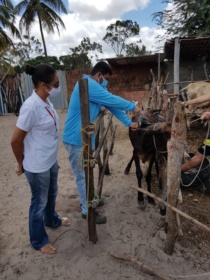 Segunda etapa da campanha de vacinação contra a febre aftosa é estendida no RN