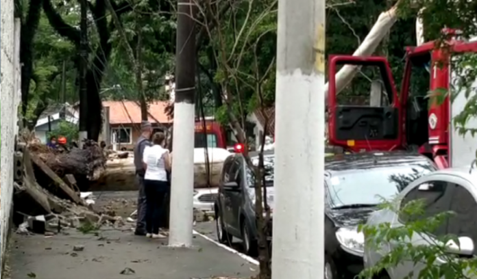 Árvore cai sobre veículos após temporal em São Paulo