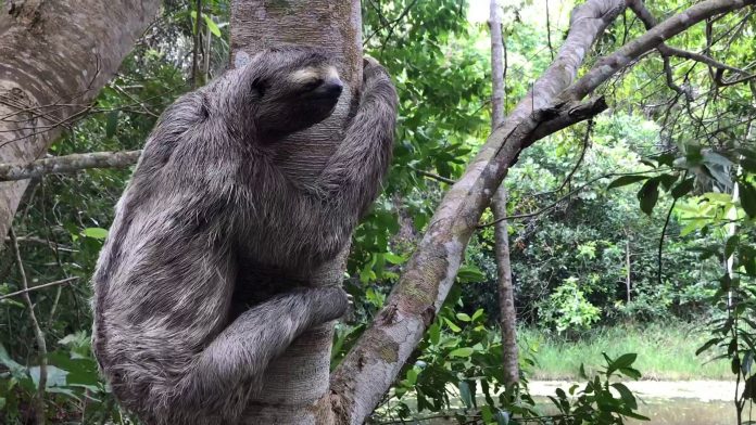 Ibama devolve 45 animais silvestres à Mata Atlântica paraibana