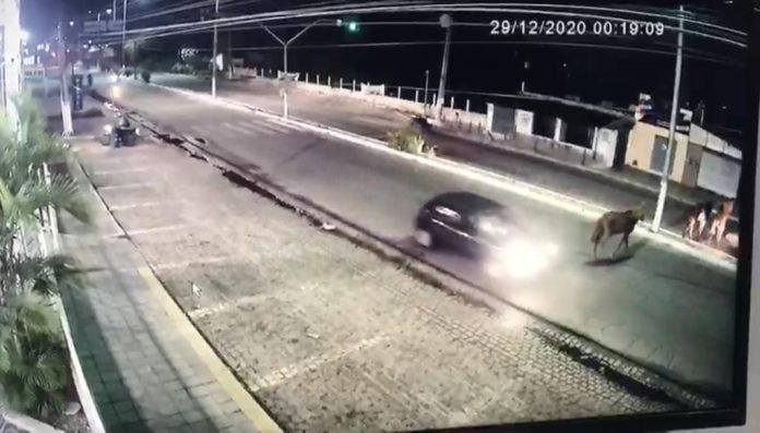 Cavalos são atropelados na principal avenida da Zona Norte de Natal; veja vídeo