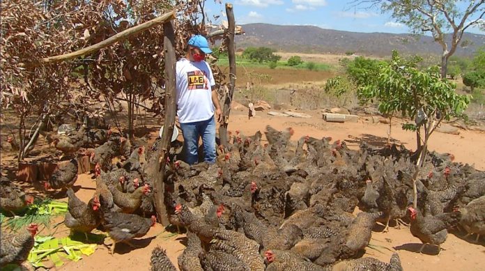 Avicultores apostam na produção de ovos caipiras no interior do RN