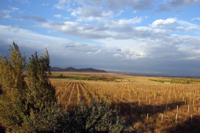 História do vinho: entenda onde a bebida nasceu e qual a sua origem