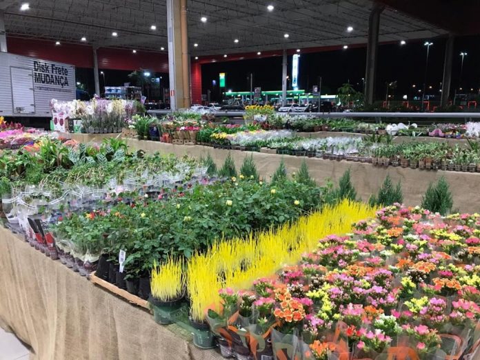 Feira ‘Flores de Holambra’ começa nesta quinta-feira, em João Pessoa