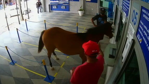 Cavalo invade lotérica, assusta clientes e vira piada na cidade de Cuité, na PB; veja vídeo