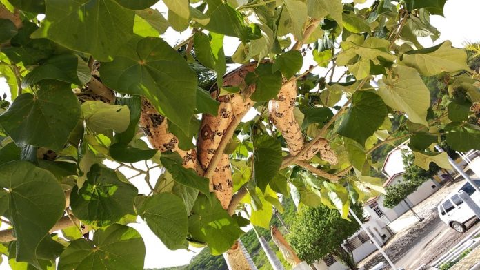 Bombeiros capturam jiboia de 2 metros que estava em cima de árvore em cidade do RN