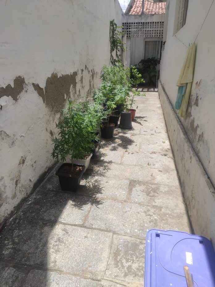 Homem é preso suspeito de cultivar maconha na casa em que mora, em Campina Grande