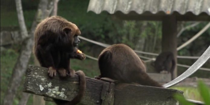 Zoológico na Grande São Paulo vira exemplo no tratamento de animais vítimas de tráfico