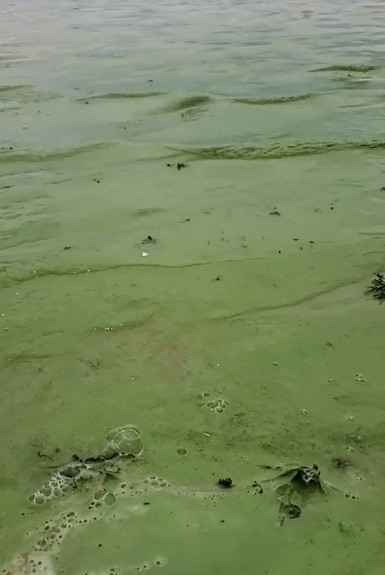 Mancha verde na água do mar assusta moradores e banhistas em praia da Grande Natal
