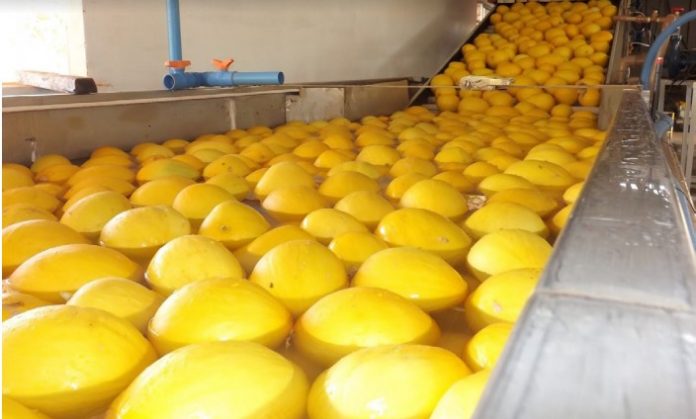 RN exporta 14% menos, mas registra saldo positivo de US$ 159,4 milhões na balança comercial de 2020