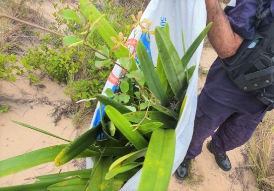 Guarda Municipal prende homem que extraiu orquídeas de área de preservação do Parque da Cidade em Natal