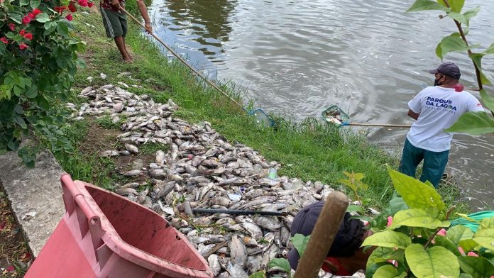 Peixes aparecem mortos na Lagoa, em João Pessoa, e secretaria investiga causa
