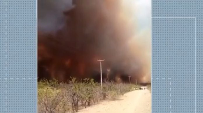 Animais morrem queimados em incêndio florestal em Apodi, RN