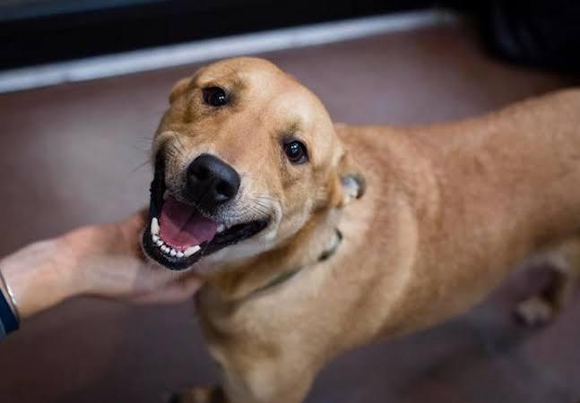Dono de cachorra ameaçada de morte desabafa: ‘Estamos vivendo uma contagem regressiva’