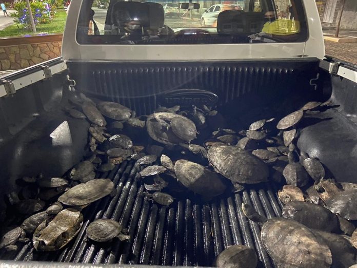 Cágados são devolvidos a açude após ‘fuga’, em Santa Luzia, Sertão da PB