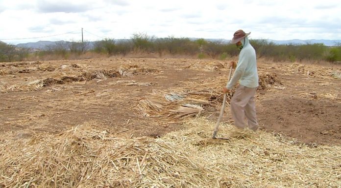 Agricultores potiguares esperam boas chuvas e preparam terras para plantio em 2021