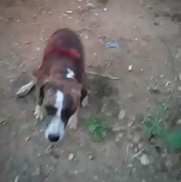 Cachorro é agredido com golpes de facão no interior do RN