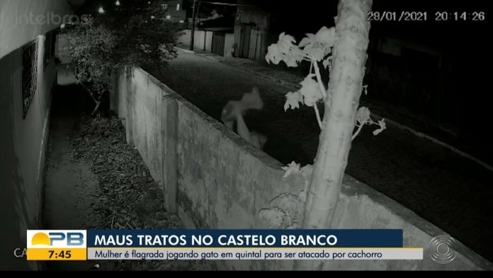Gato é jogado por mulher em quintal de casa e morre após ser atacado por cachorro, na PB; VÍDEO