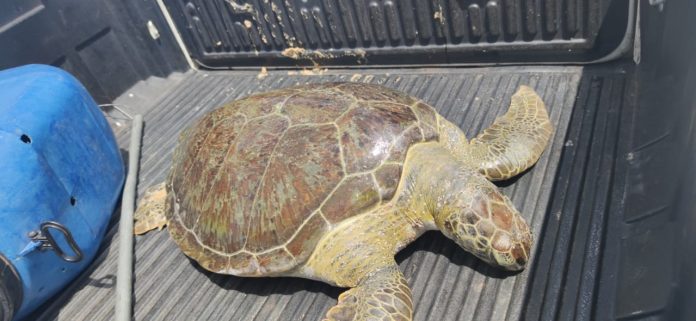 Tartaruga-verde encalha e é resgatada viva na praia de Ponta Negra, em Natal