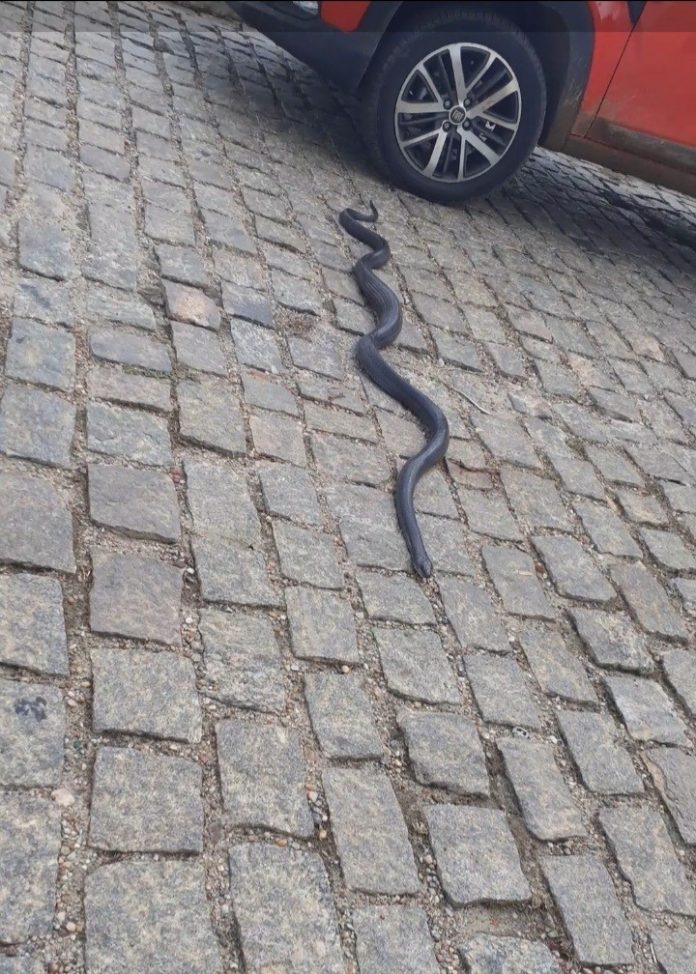 Cobra com cerca de 2 metros é encontrada em motor de carro no Seridó potiguar