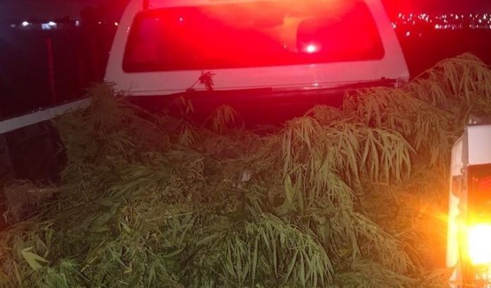 Plantação com quase 200 pés de maconha é localizada pela polícia, em Santa Rita, PB