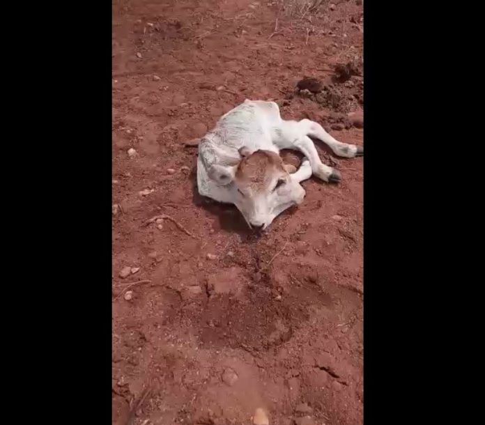 Bezerro nasce com duas cabeças no interior do RN; veterinário explica caso