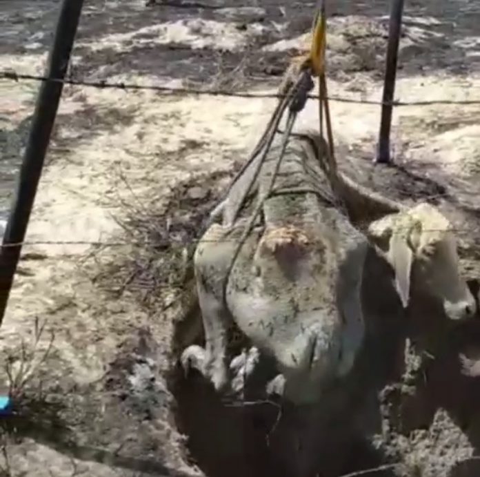 Após passar mais de 15 dias desaparecido, bezerro é achado dentro de poço e resgatado por bombeiros no RN; veja vídeo