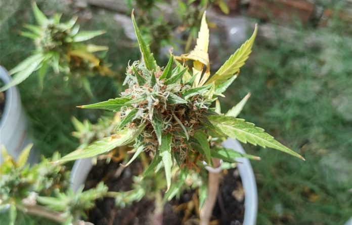 Primeiro autorizado na PB a plantar maconha em casa fala sobre resultados do canabidiol