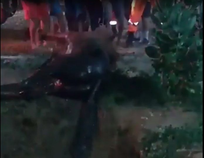 Cavalo cai em galeria de esgoto e é resgatado por bombeiros em cidade do RN