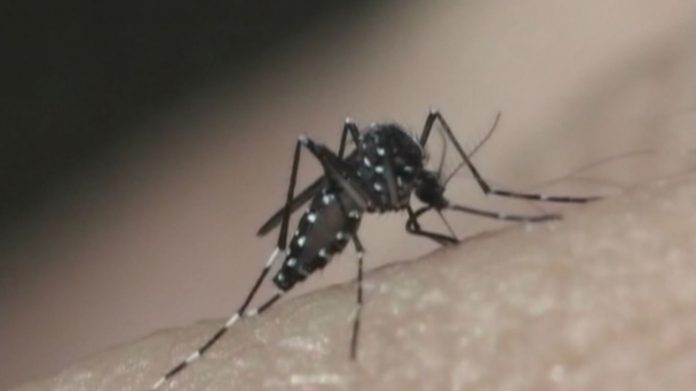 Prefeitura de Campina Grande localiza focos de Aedes aegypti em 3,5% das casas da cidade