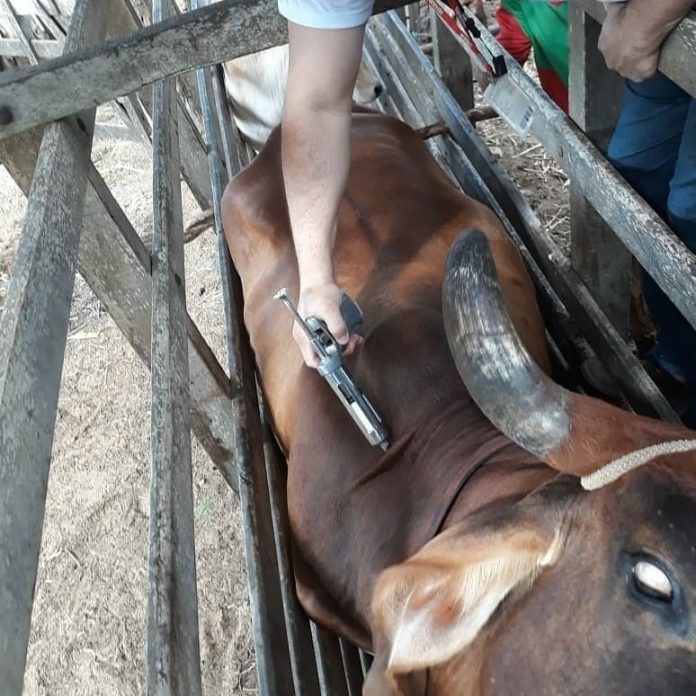 Campanha de vacinação contra febre aftosa imuniza 93,64% do rebanho no RN