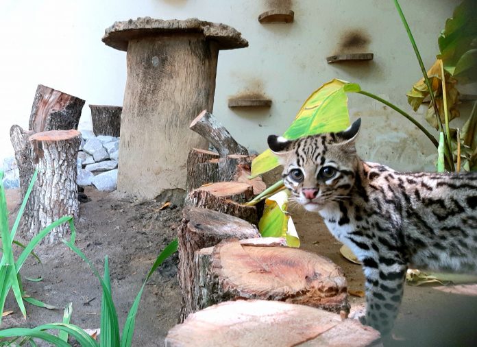 Filhotes de jaguatirica passam por adaptação em parque zoológico de João Pessoa