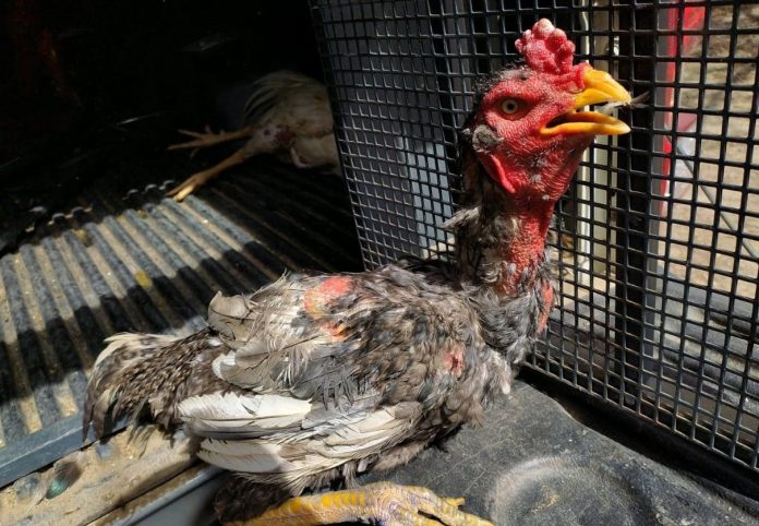 Grupo é preso suspeito de maus-tratos a animais e tráfico de drogas, em Campina Grande