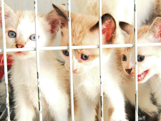 Agendamento para castração de cães e gatos deve ser feito online nesta sexta (4), em João Pessoa