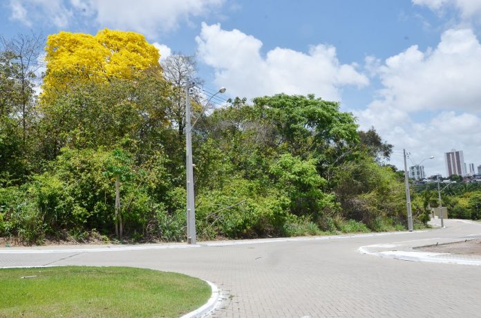 João Pessoa tem 2.400 ipês catalogados e árvore embeleza diversos locais da capital paraibana