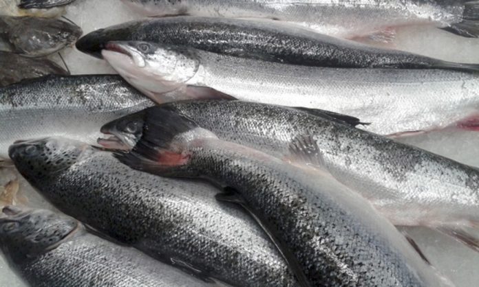 Preço do quilo de peixe tem variação de até R$ 80 em João Pessoa, diz Procon-PB