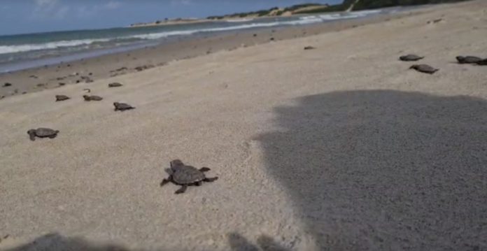 Mais de 100 filhotes de tartaruga são soltos em praia do Rio Grande do Norte