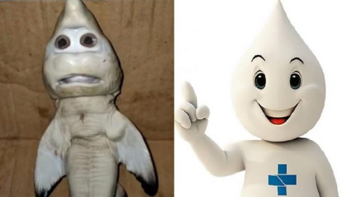 Tubarão com feições humanas encontrado na Indonésia é comparado com Zé Gotinha