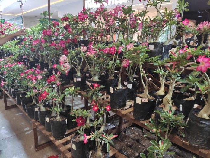 Feira gratuita de rosas do deserto acontece em João Pessoa até domingo (7)