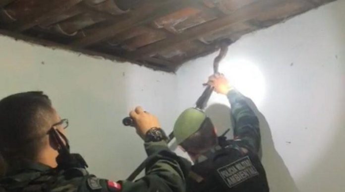 Jiboia de 1,5m é resgatada em telhado de casa, em João Pessoa