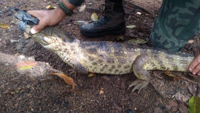 Jacaré de 1,70 metro é encontrado em estacionamento de condomínio em João Pessoa