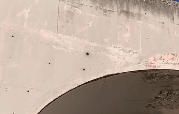 Vacinação é interrompida pela segunda vez por causa de abelhas em ginásio de João Pessoa