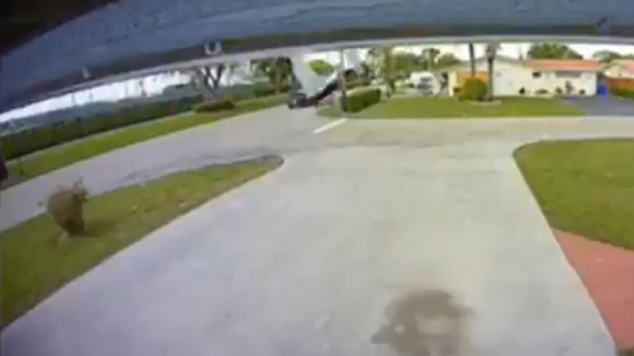 Dois adultos e um bebê morrem após avião cair sobre carro na Flórida; veja vídeo