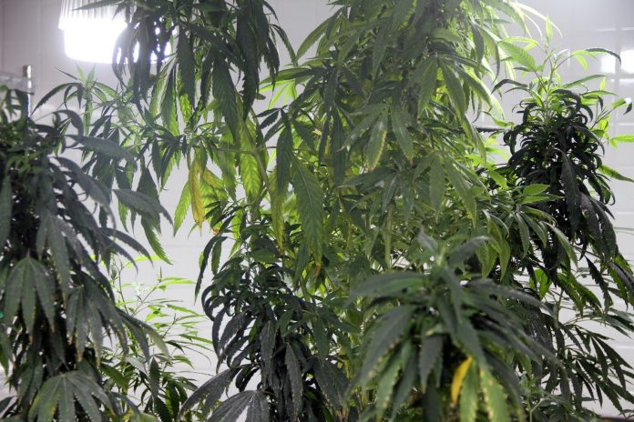 Associação da PB volta a cultivar maconha para fins medicinais após nova decisão da Justiça