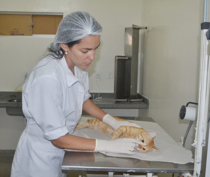 Agendamento para castração de cães e gatos acontece nesta sexta-feira, em João Pessoa