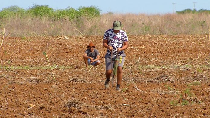 Em Mossoró, agricultores começam a plantar com a chegada do período de chuvas