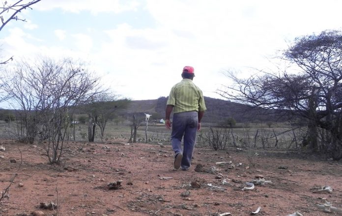 Áreas de vegetação campestre e florestal têm redução de 2,8 mil km² em 18 anos, na PB