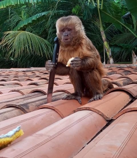 Macaco entra em casa, pega faca, quebra pratos e bagunça vida de família no Sertão da PB; VÍDEO