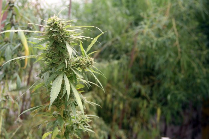 Desembargador do TRF-5 visita associação da PB que cultiva maconha com fins medicinais